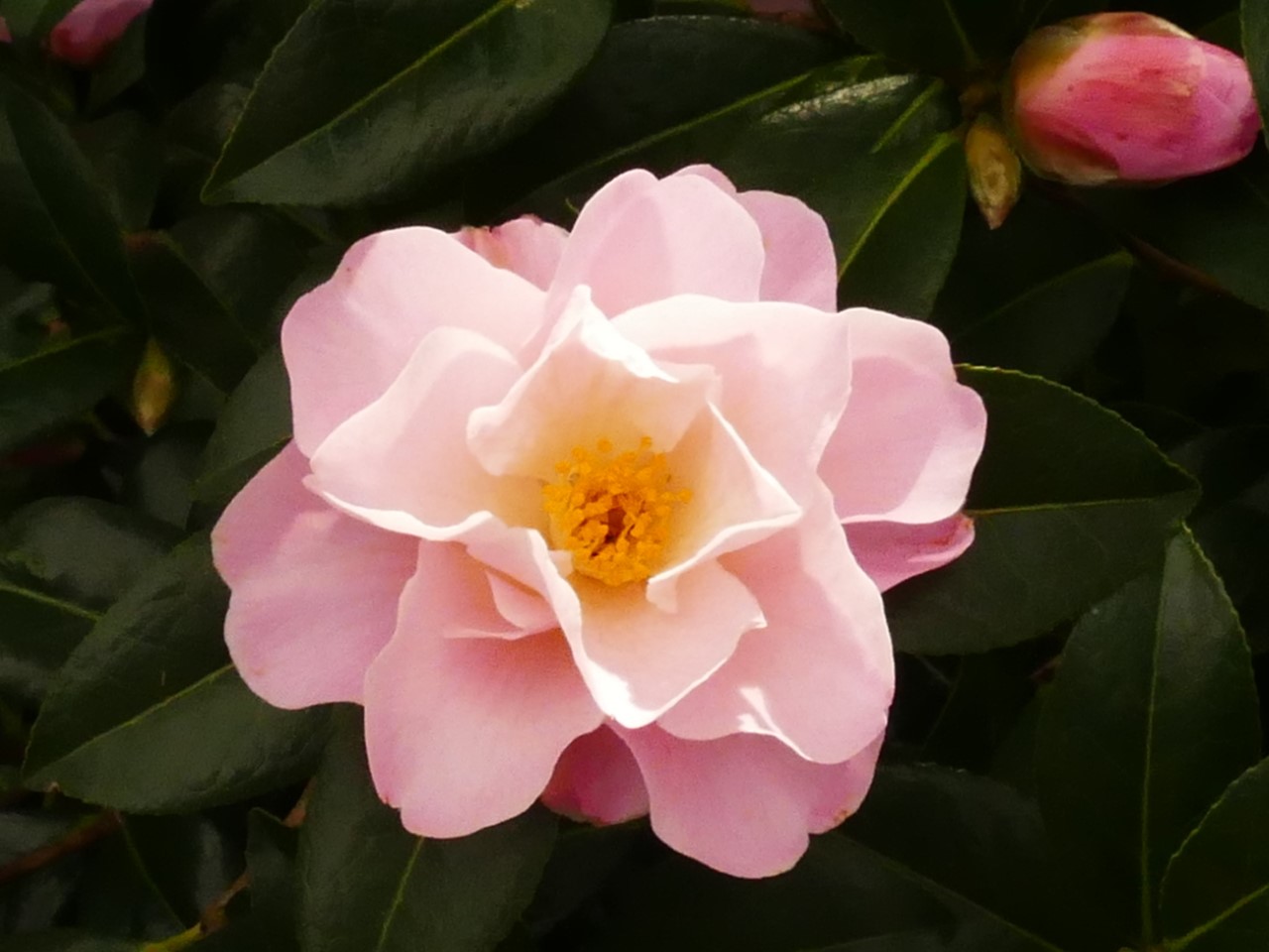 C. 'Nicky Crisp'